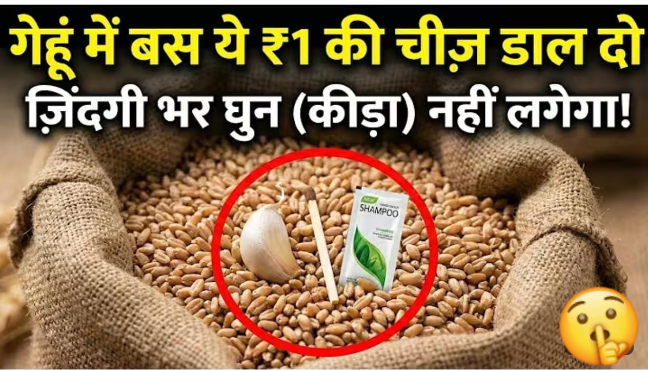 गेहूं को घुन और कीड़ों